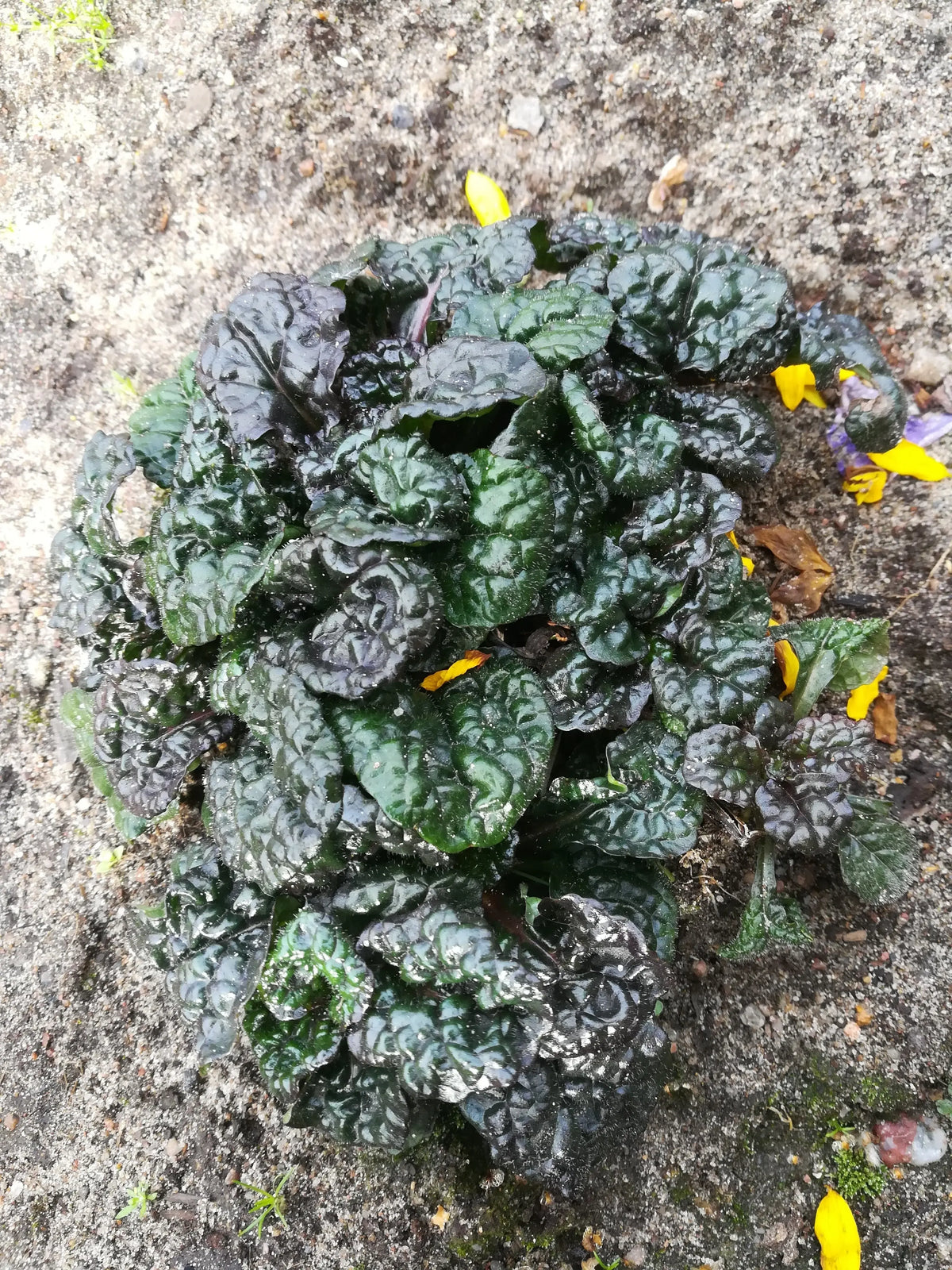Ajuga pyramidalis 'Metallica Crispa', robuste Staude mit dunkelgrünen, gewellten Blättern, wächst kompakt im Garten.