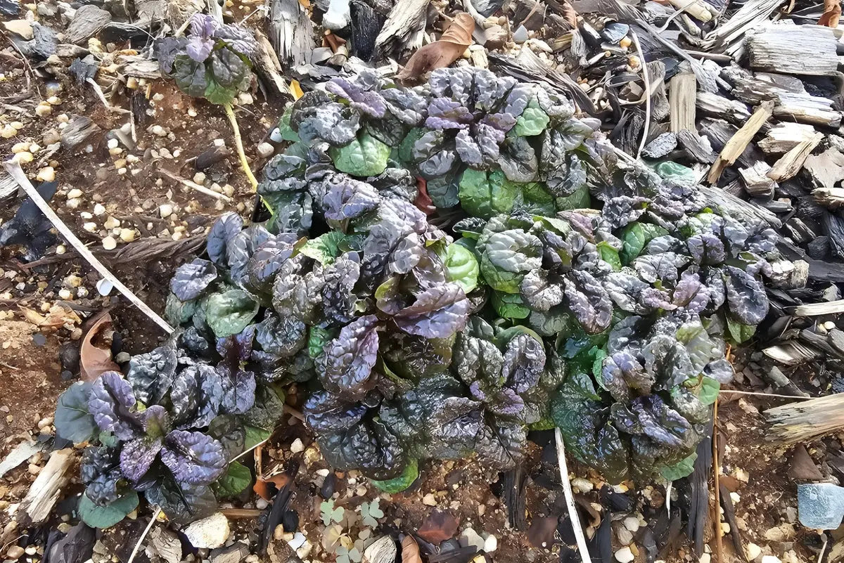 Ajuga pyramidalis 'Metallica Crispa', eine grüne Staude mit dunkelroten Blättern, von Stauden Gänge, für Gartendekoration.