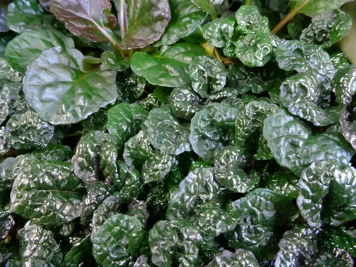 Ajuga pyramidalis 'Metallica Crispa', robuste Staude mit dunkelgrünen, gezackten Blättern, wächst kompakt und ist ideal für Gartenbeete.