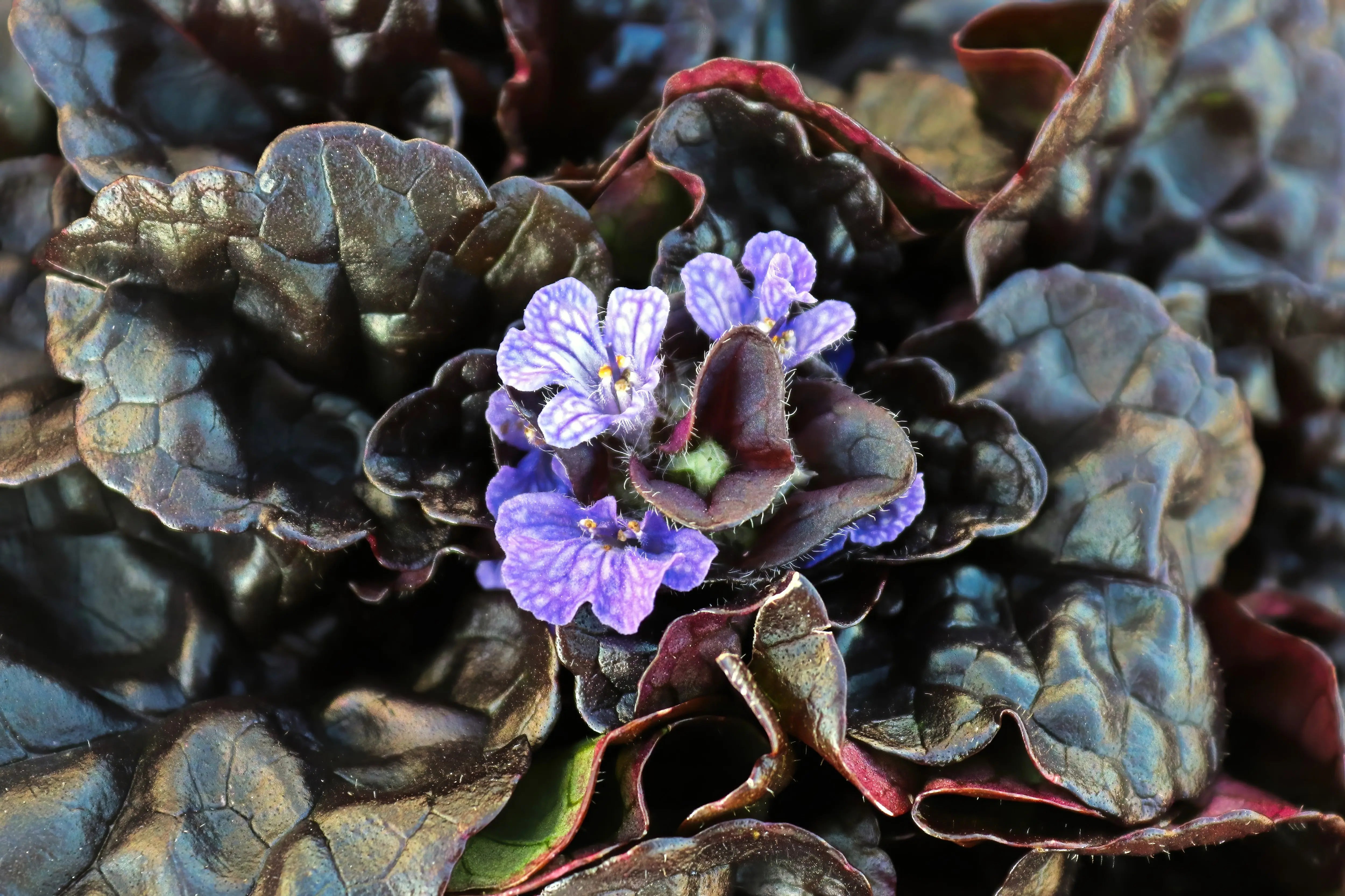 Schwarzer Günsel (Ajuga reptans 'Black Scallop') Staude mit dunkelgrünen, gezackten Blättern, wächst als Bodendecker.