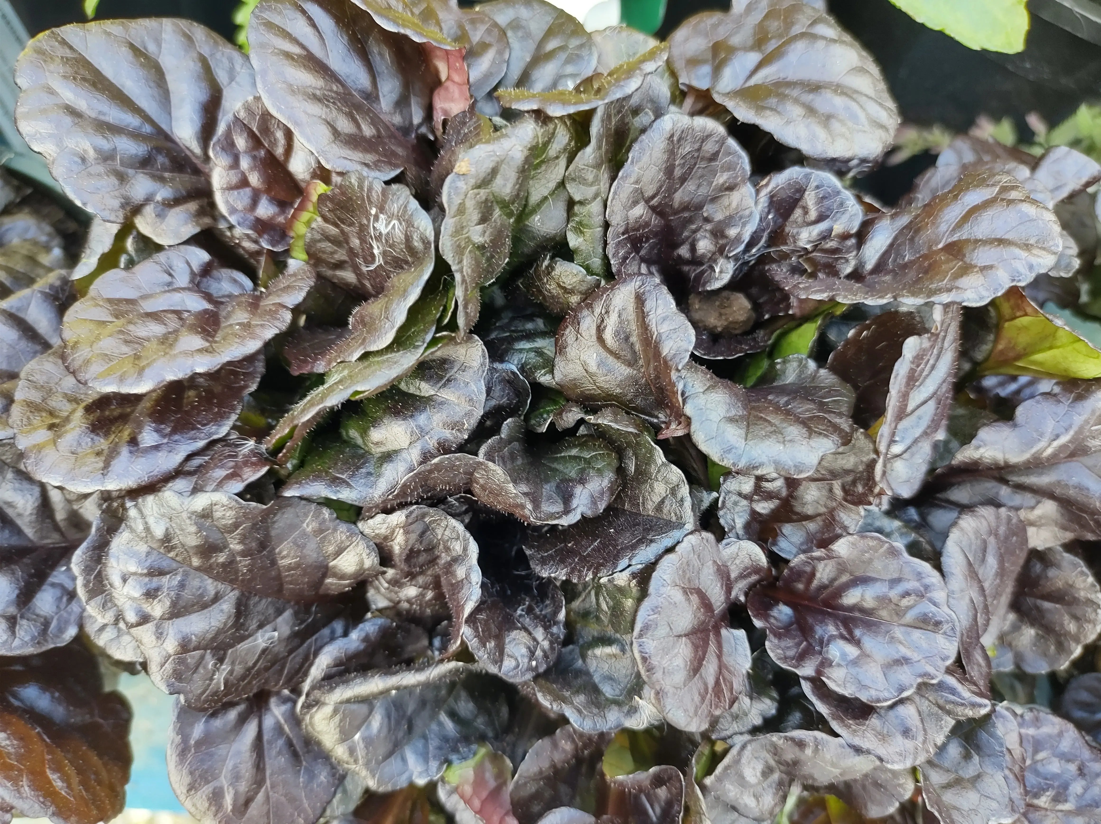 Dunkelgrüner Ajuga reptans 'Black Scallop' Günsel als Staude mit dekorativen, gezackten Blättern in einem Gartenbeet.
