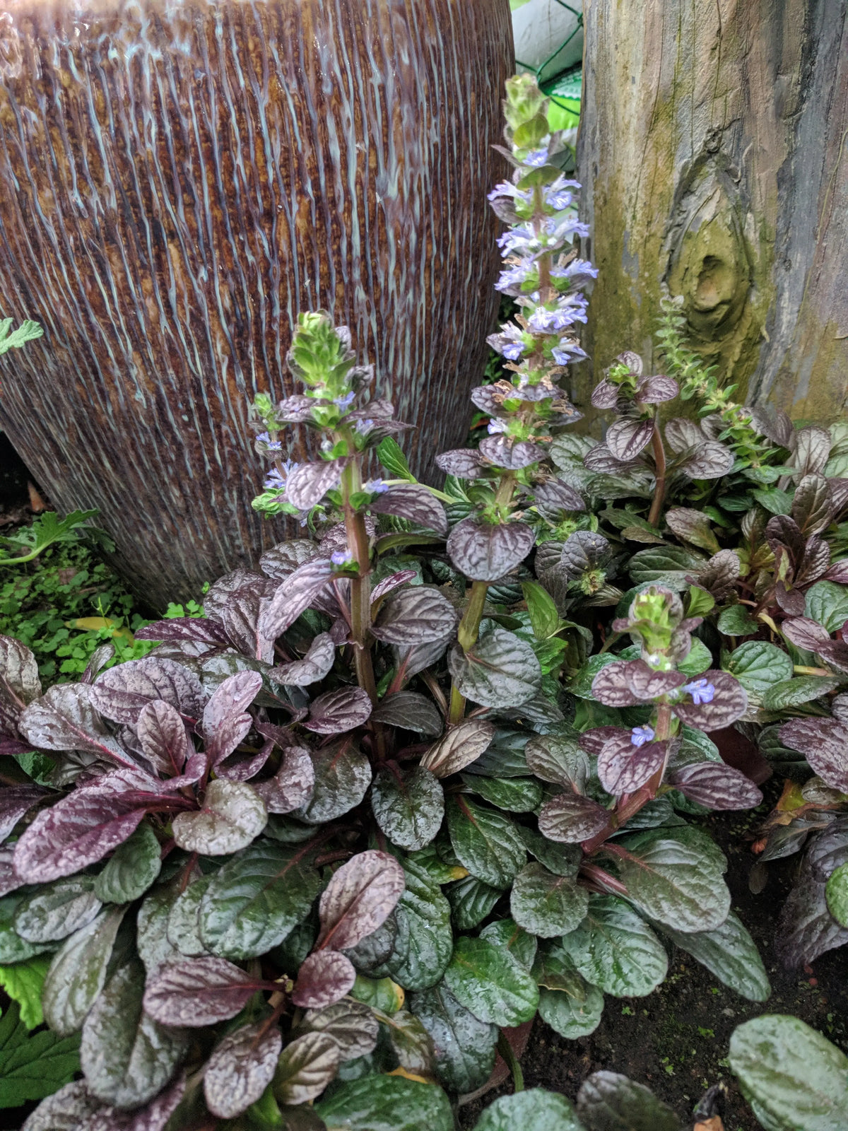 Ajuga reptans 'Black Scallop' Staude mit dunkelgrünen, gezackten Blättern, wächst auf einem Gartenboden, von Stauden Gänge.