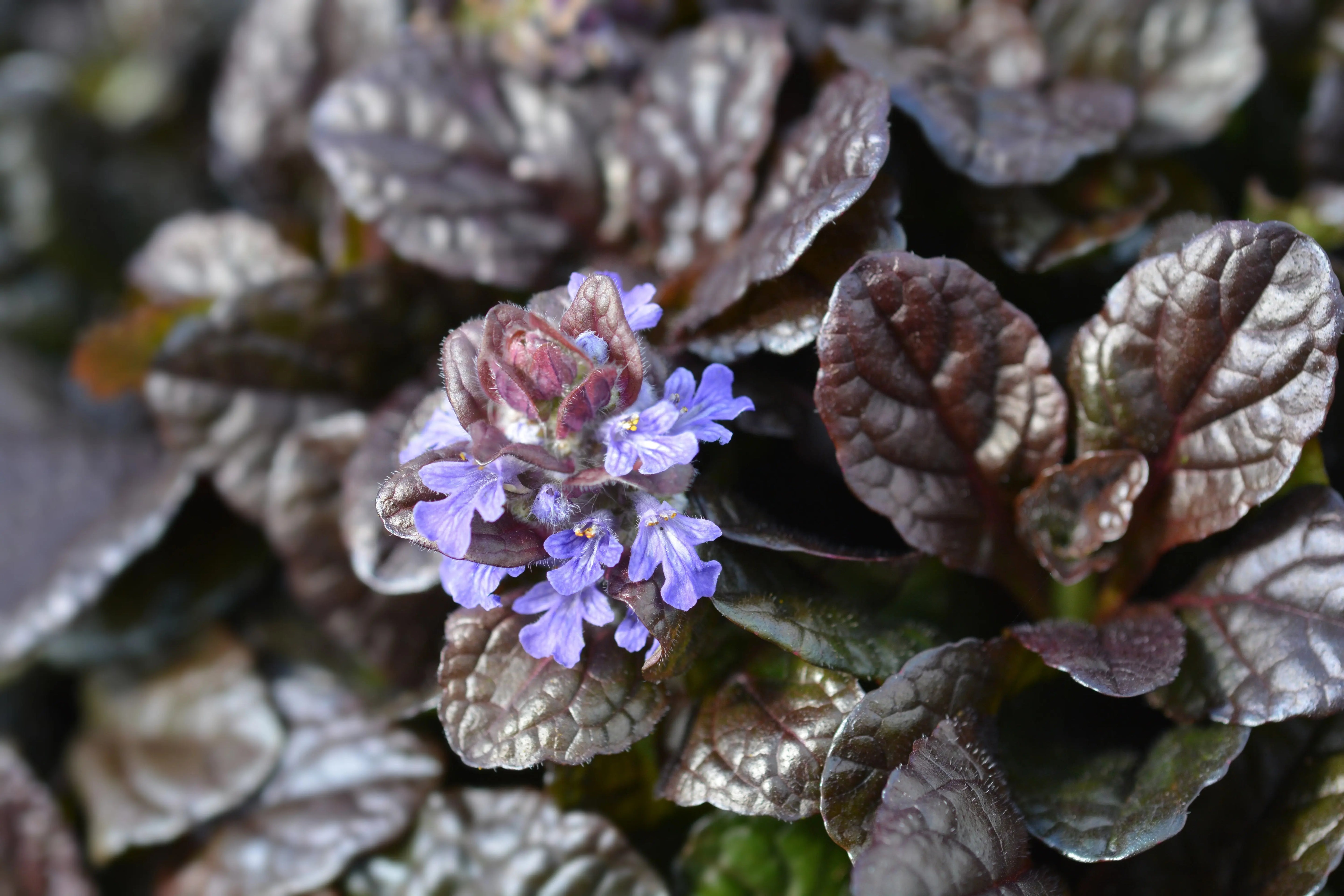 Ajuga reptans 'Braunherz', eine Staude mit braunen, herzförmigen Blättern, wächst als Bodendecker in Gartenanlagen.
