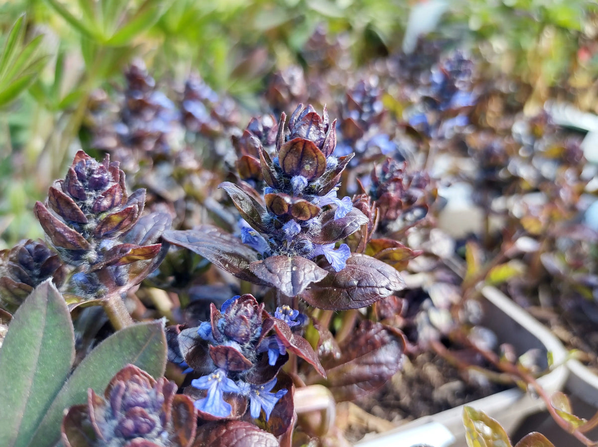 Ajuga reptans 'Braunherz', eine grüne Staude mit braunen Blättern, von Stauden Gänge, wächst niedrig im Garten.