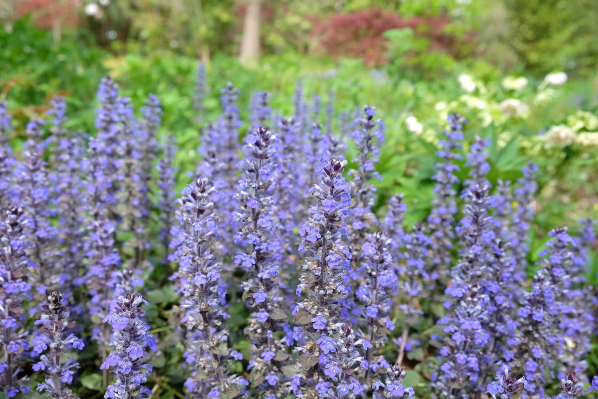 Ajuga reptans 'Braunherz', eine Staude mit braunen Blättern, wächst in einem Garten, von Stauden Gänge.