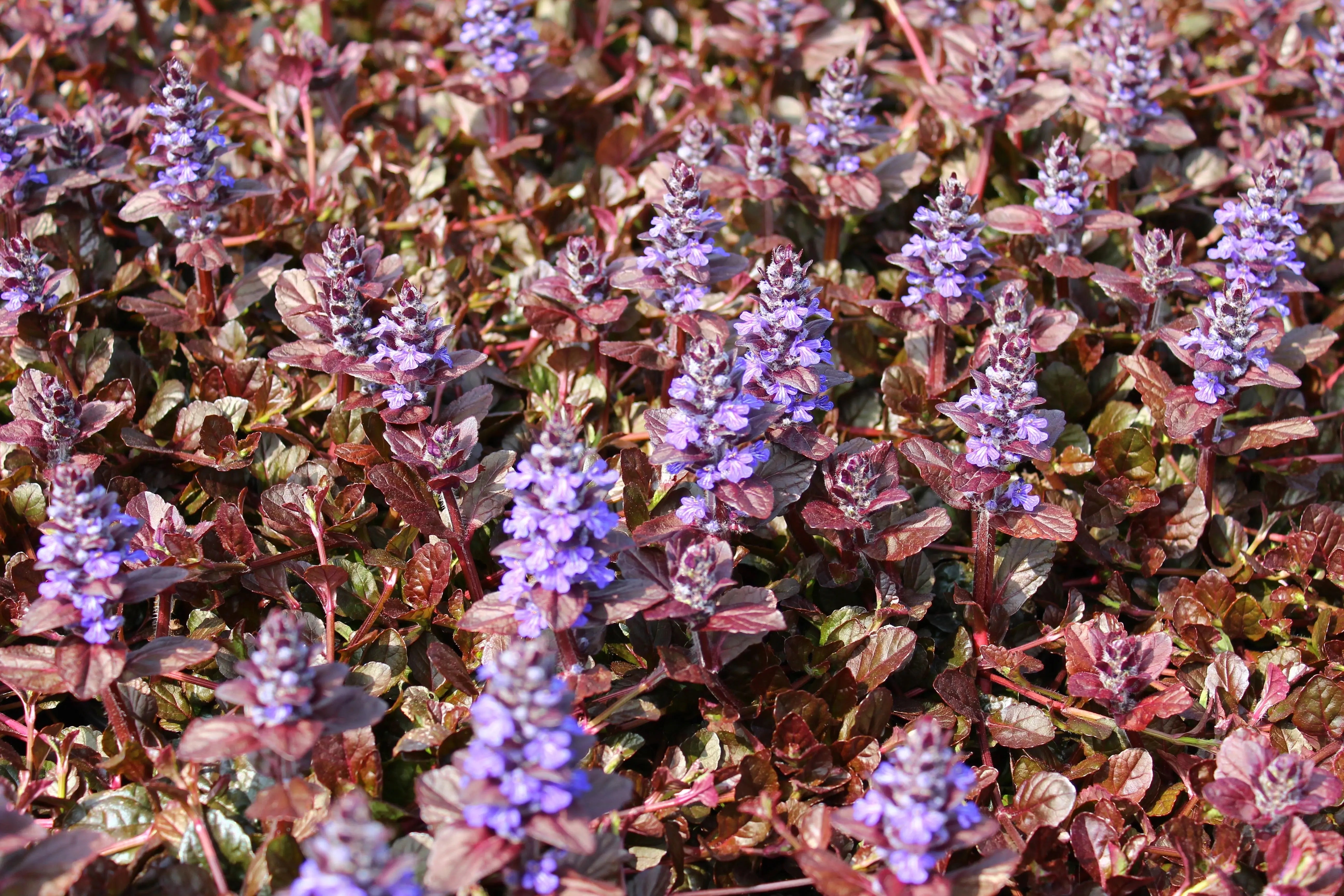 Ajuga reptans 'Braunherz', eine Staude mit braunroten Blättern, wächst im Garten, von Stauden Gänge.