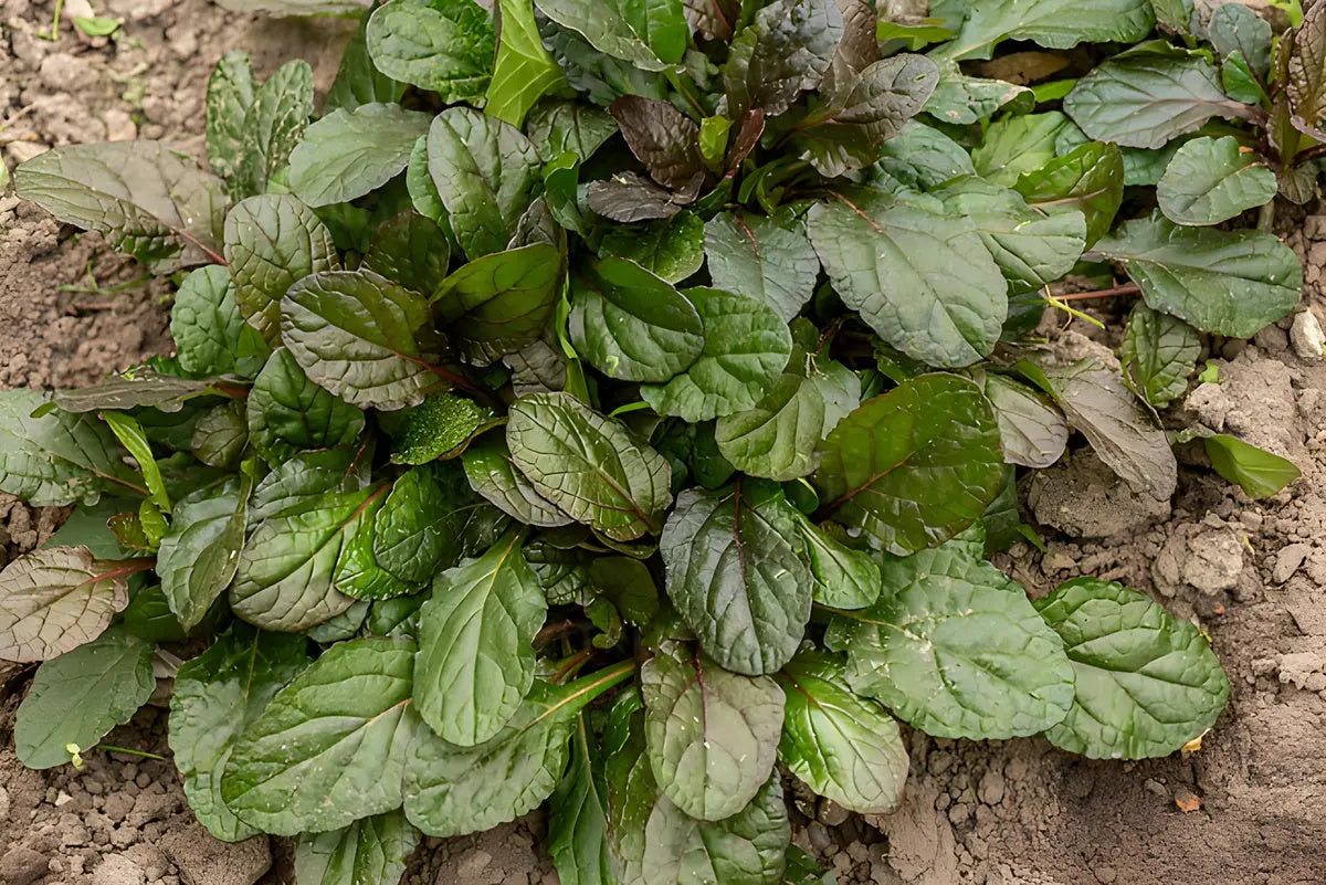 Ajuga reptans 'Braunherz' Günsel Staude mit braun-grünen Blättern, wächst dicht und kompakt, bei Stauden Gänge.