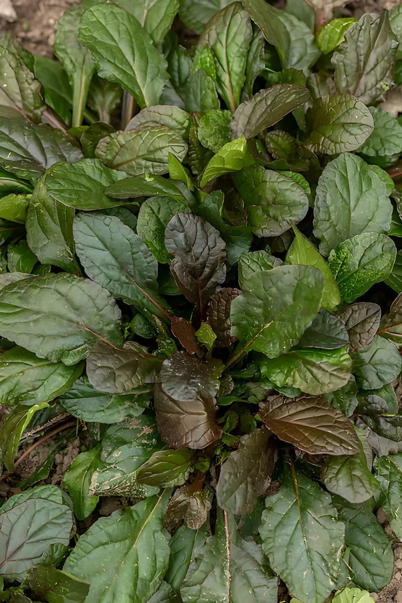 Ajuga reptans 'Braunherz', die Staude mit braun-grünen Blättern, wächst als Bodendecker in Garten und Beeten.