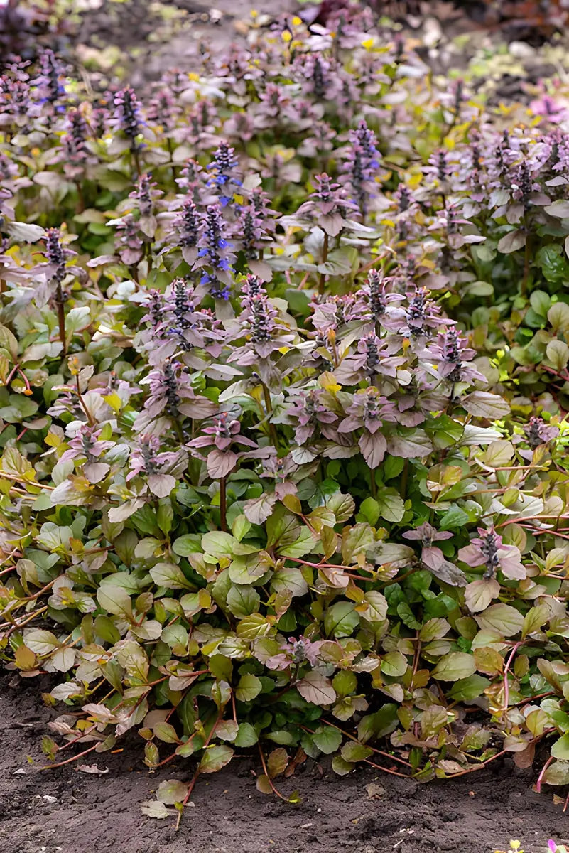 Ajuga reptans 'Braunherz', eine grüne Staude mit braunen Blättern, wächst im Garten, von Stauden Gänge.