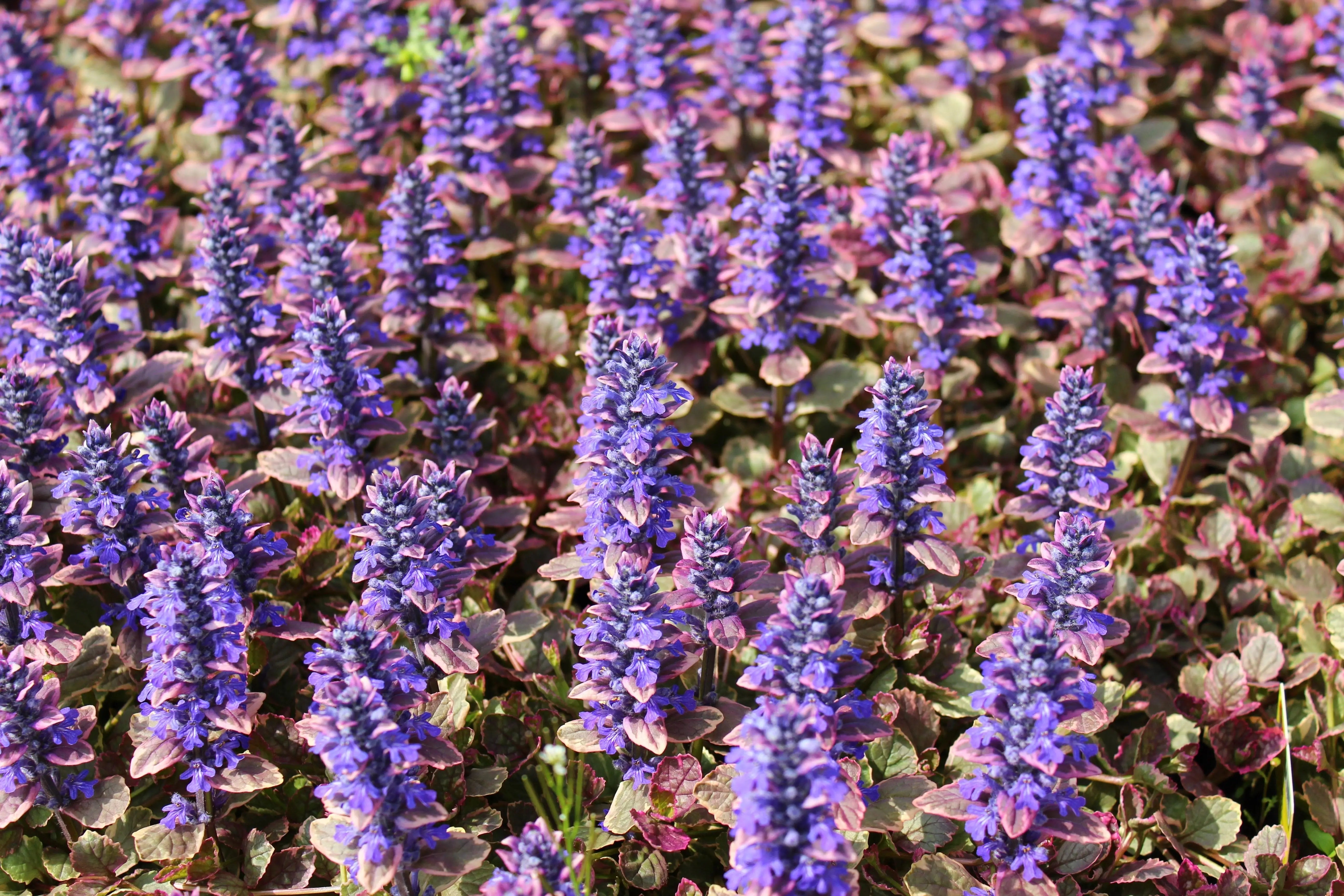 Ajuga reptans ‚Burgundy Glow‘, robuste Staude mit dunkelrotem Laub, wächst am Boden, bei Stauden Gänge.
