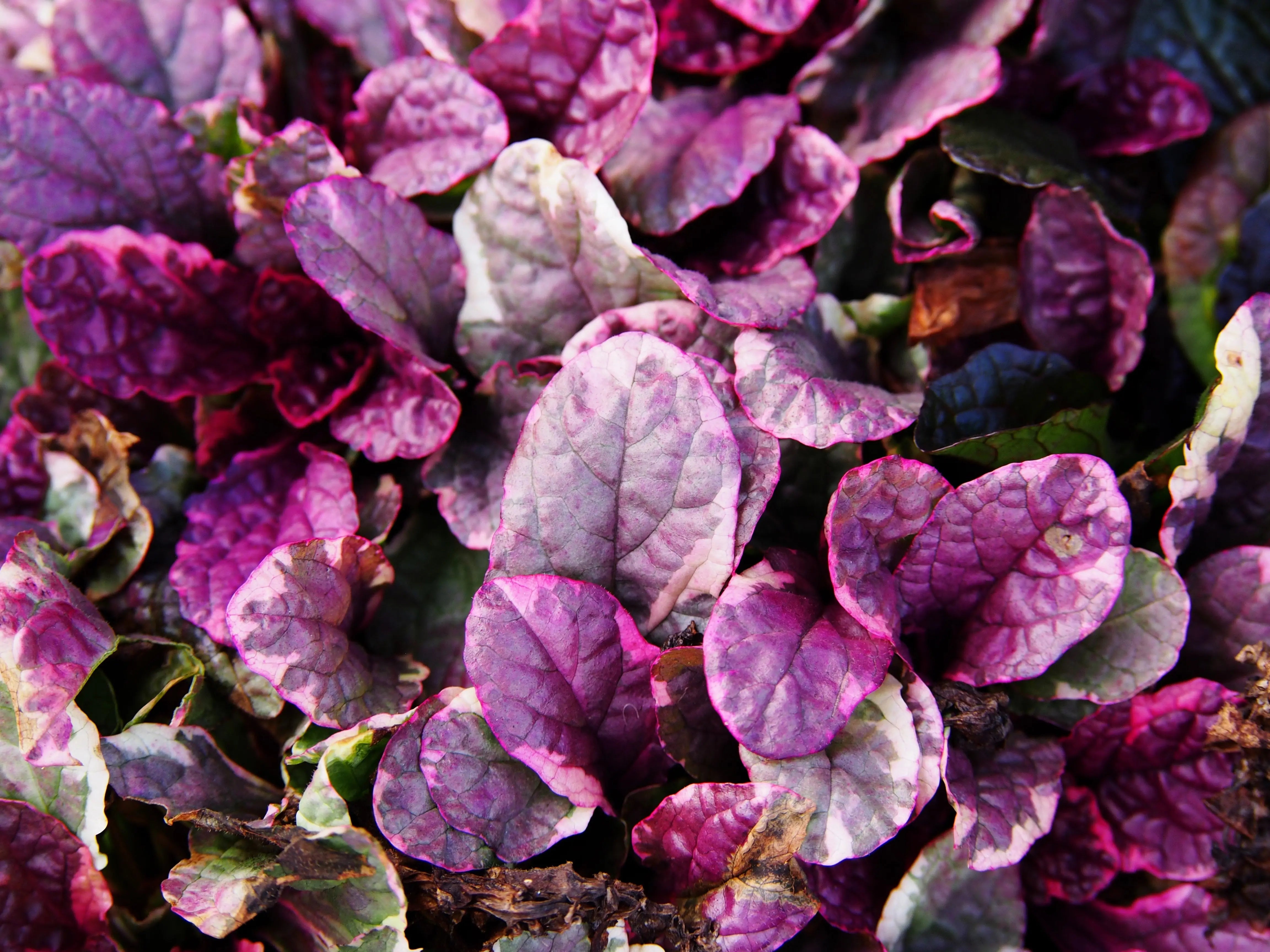 Burgundy Glow Günsel Staude von Stauden Gänge, mit dunkelroten Blättern und kleinen blauen Blüten, im Garten.