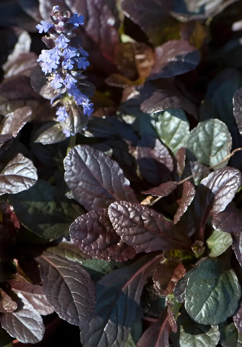 Ajuga reptans 'Evening Glow' Günsel Staude, grüne Blätter mit rötlichen Rändern, wächst in einem Gartenbeet.