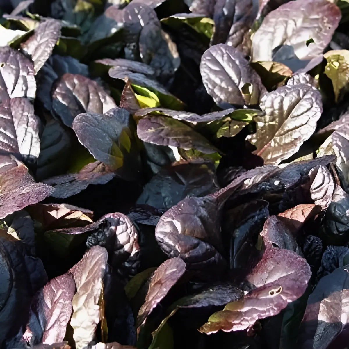 Ajuga reptans 'Evening Glow', Staude mit dunkelroten und grünen Blättern, wächst als Bodendecker in Garten.