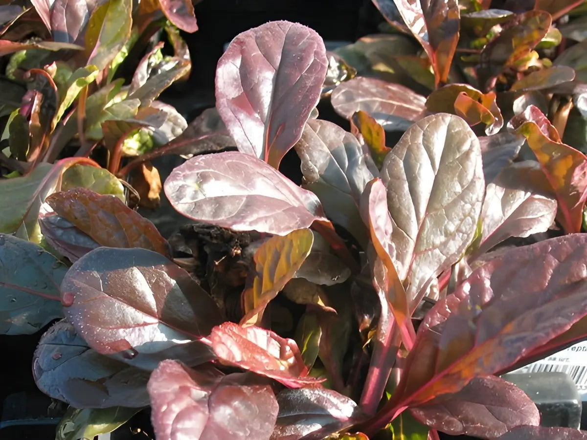 Ajuga reptans 'Evening Glow', eine Staude mit dunkelroten und grünen Blättern, von Stauden Gänge, im Garten.