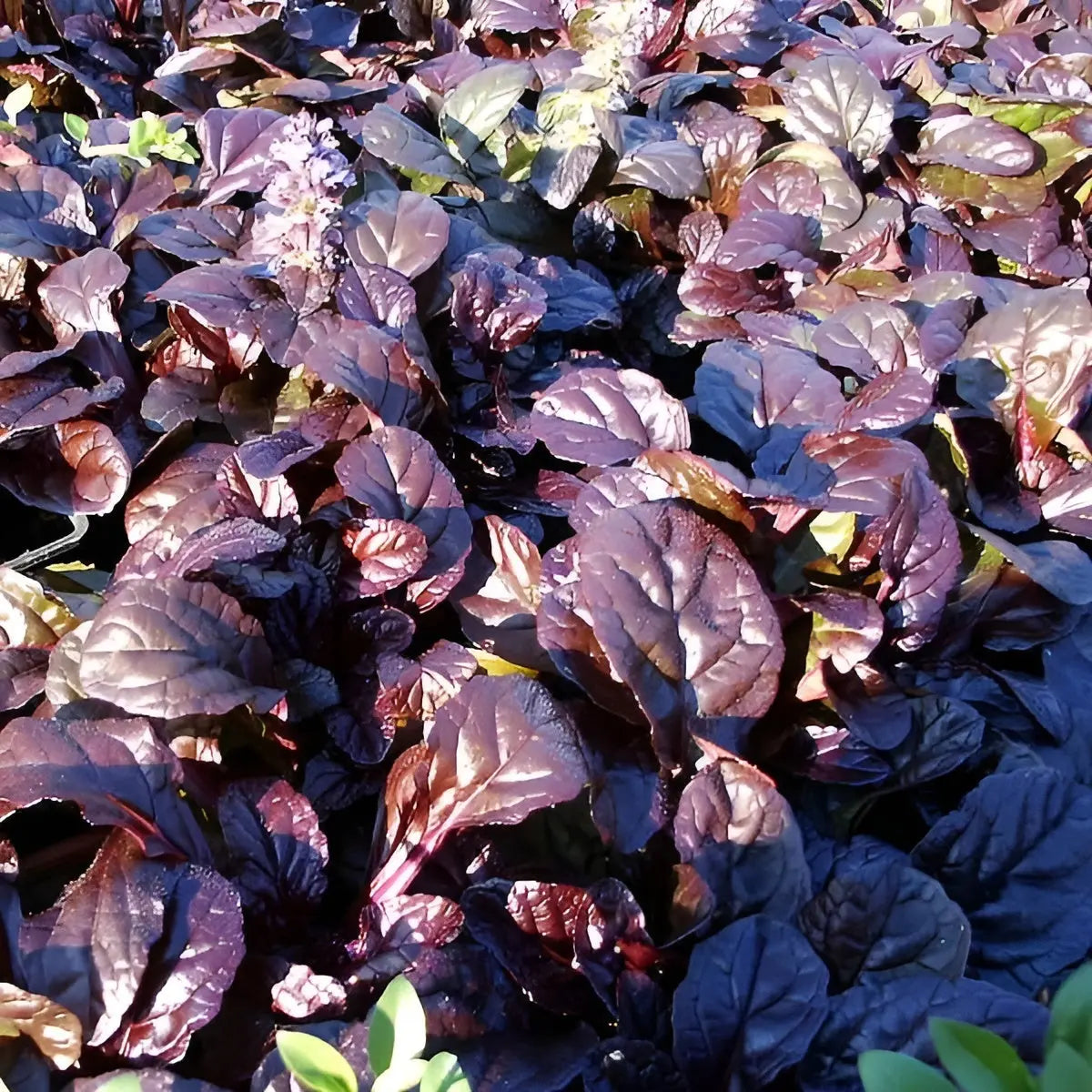 Bunte Ajuga reptans 'Evening Glow' Staude mit dunkelvioletten und grünen Blättern, wächst als Bodendecker im Garten.