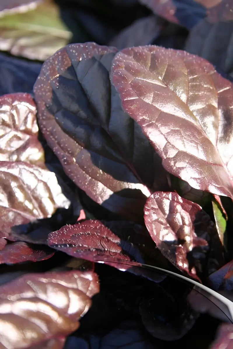 Ajuga reptans 'Evening Glow', eine Staude mit dunkelroten Blättern und blauen Blüten, von Stauden Gänge.