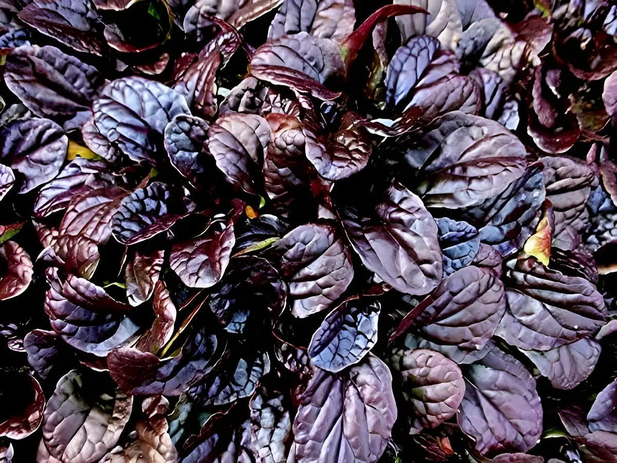 Ajuga reptans ‚Mahogany‘ Staude mit dunkelroten Blättern, im Garten gepflanzt, von Stauden Gänge.