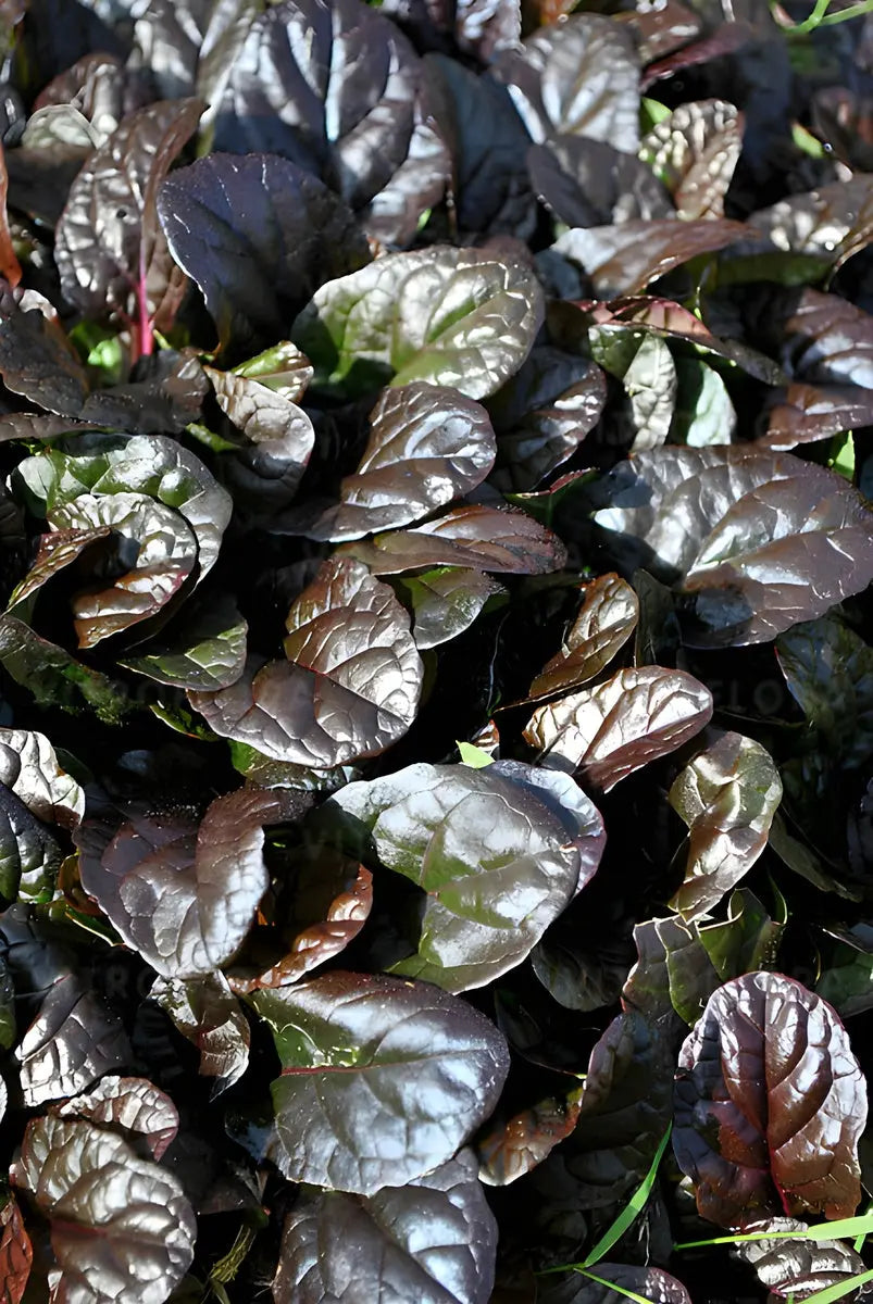 Ajuga reptans ‚Mahogany‘, robuste Staude mit dunkelroten Blättern, wächst niedrig und dicht, ideal für Gartenböden.