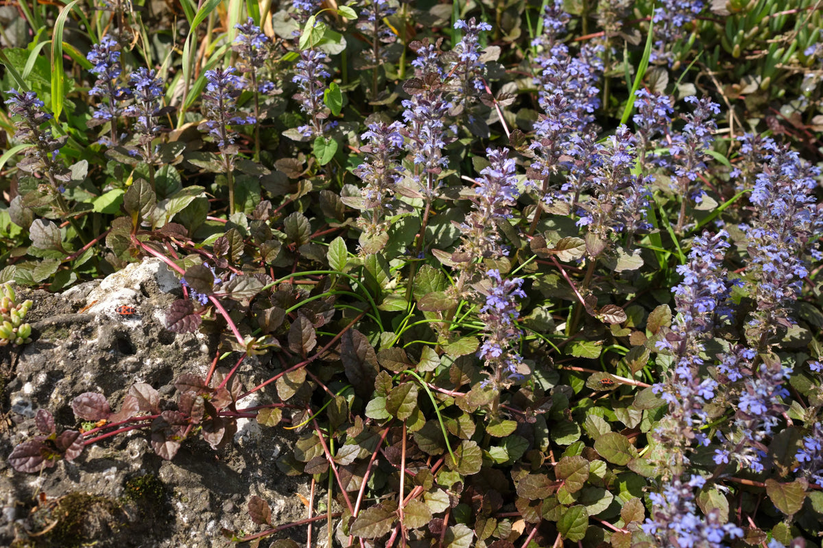 Ajuga reptans ‚Mahogany’ Staude mit dunkelroten Blättern, wächst als Bodendecker, von Stauden Gänge.