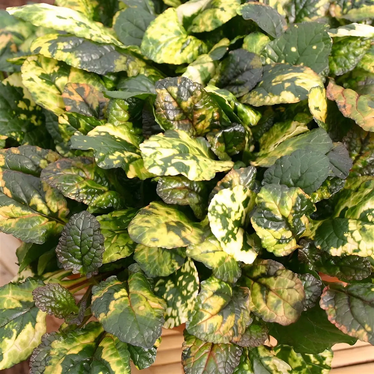 Bunte Ajuga reptans 'Rainbow' Staude mit bunten Blättern, wächst als Bodendecker, von Stauden Gänge.