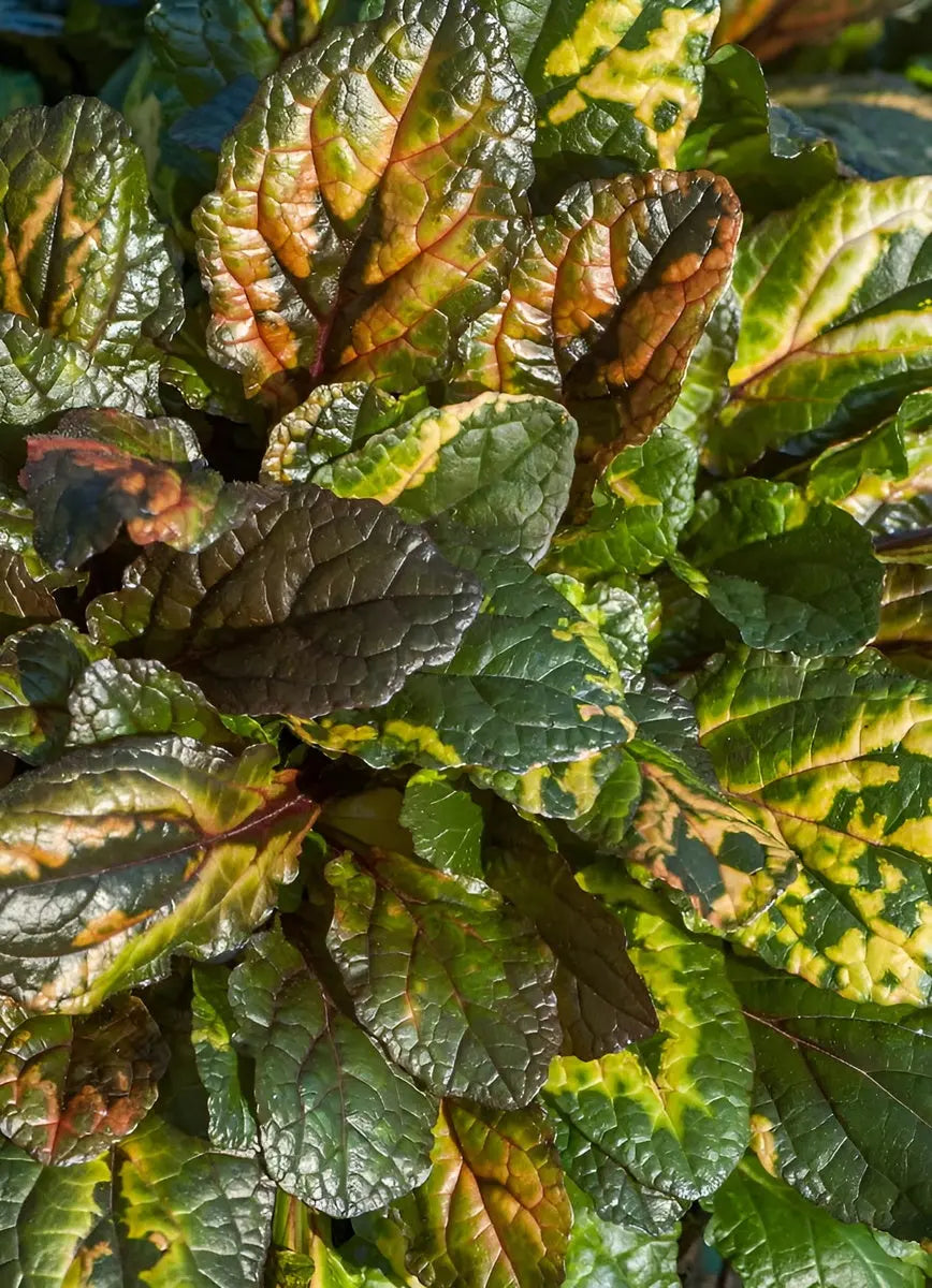 Bunte Ajuga reptans 'Rainbow' Staude von Stauden Gänge, grüne Blätter mit bunten Blättern, wächst im Garten.