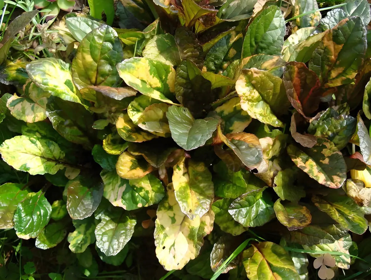 Bunte Ajuga reptans 'Rainbow' Staude mit bunten Blättern, wächst als Gartenbodenbedeckung, von Stauden Gänge.