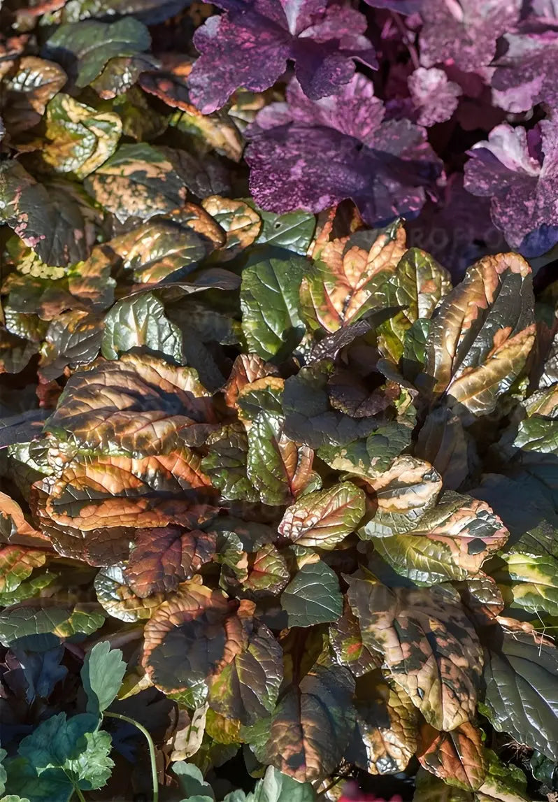 Bunte Ajuga reptans 'Rainbow' Staude mit bunten, schmalen Blättern, wächst als Bodendecker in Garten.