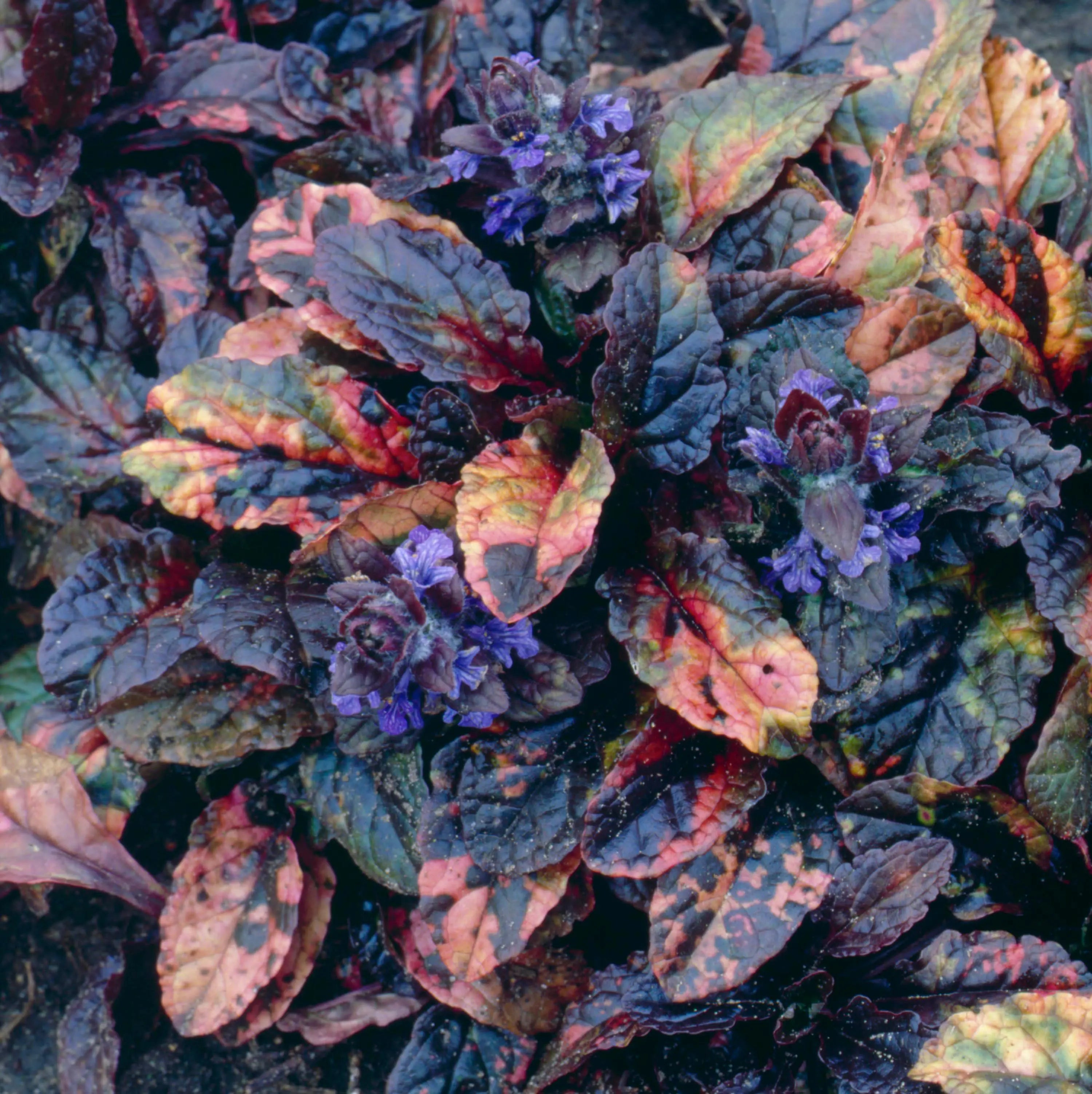 Bunte Ajuga reptans 'Rainbow' Staude mit bunten Blättern, wächst als Gartenstaude, von Stauden Gänge, auf Bild sichtbar.