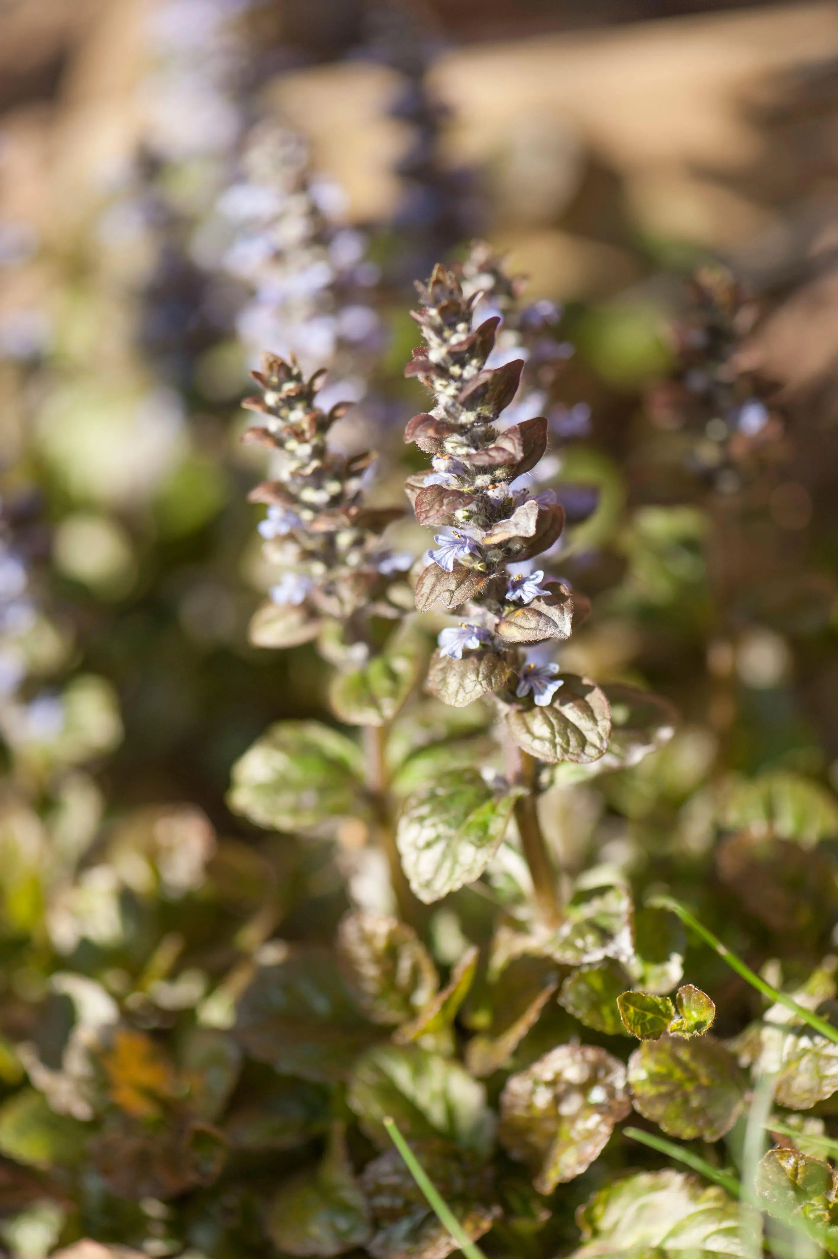 Bunte Ajuga reptans 'Rainbow' Staude mit farbigen Blättern, wächst als Gartenstaude, von Stauden Gänge.