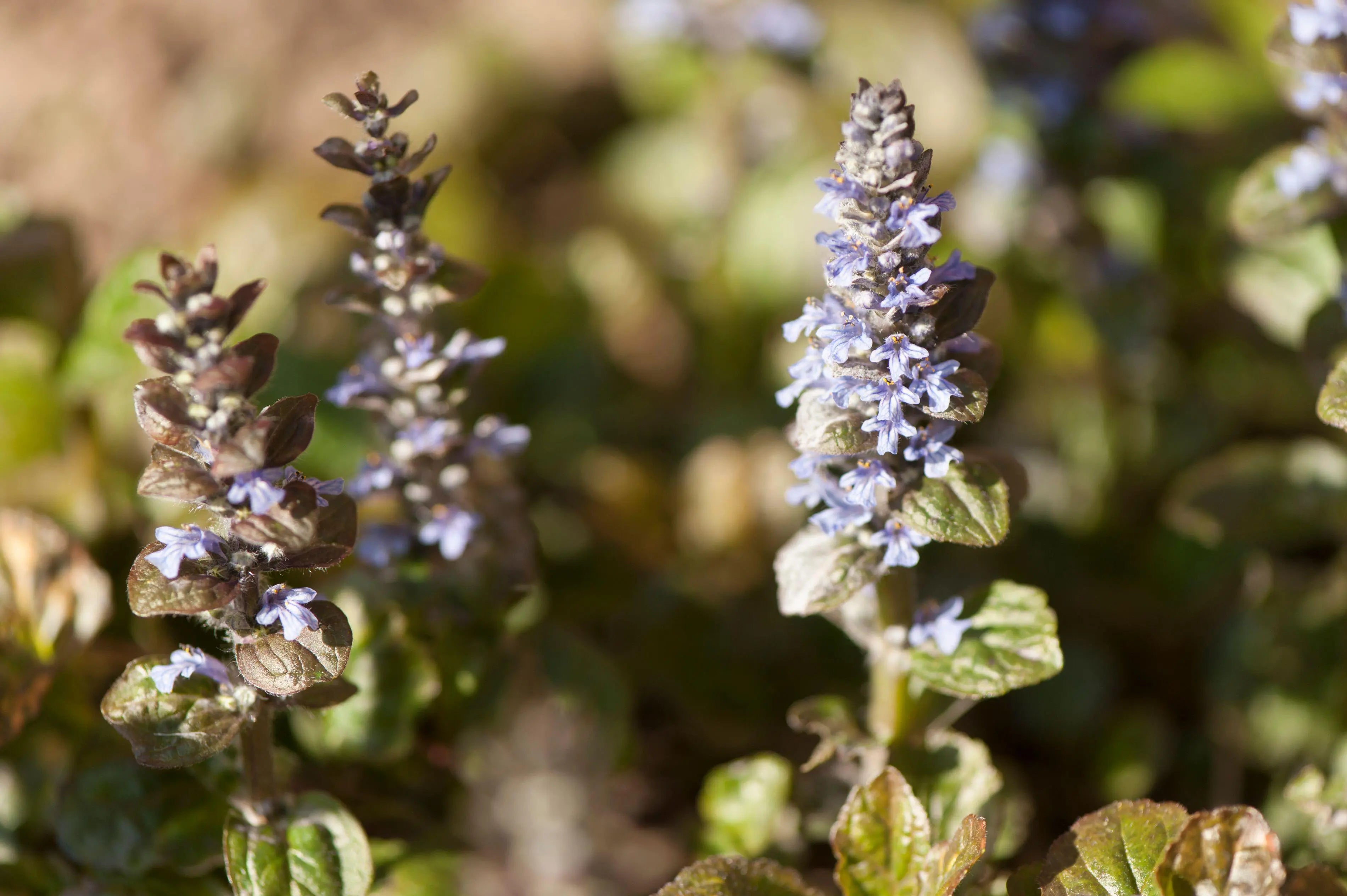 Bunte Ajuga reptans 'Rainbow' Staude mit bunten Blättern, wächst im Garten, von Stauden Gänge, Nahaufnahme
