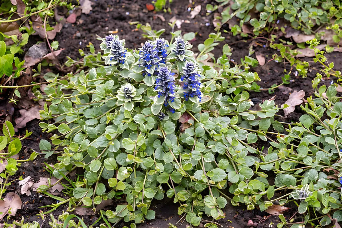 Bunte Ajuga reptans 'Variegata' Staude mit grünen und weißen Blättern, wächst als Bodendecker in einem Garten.