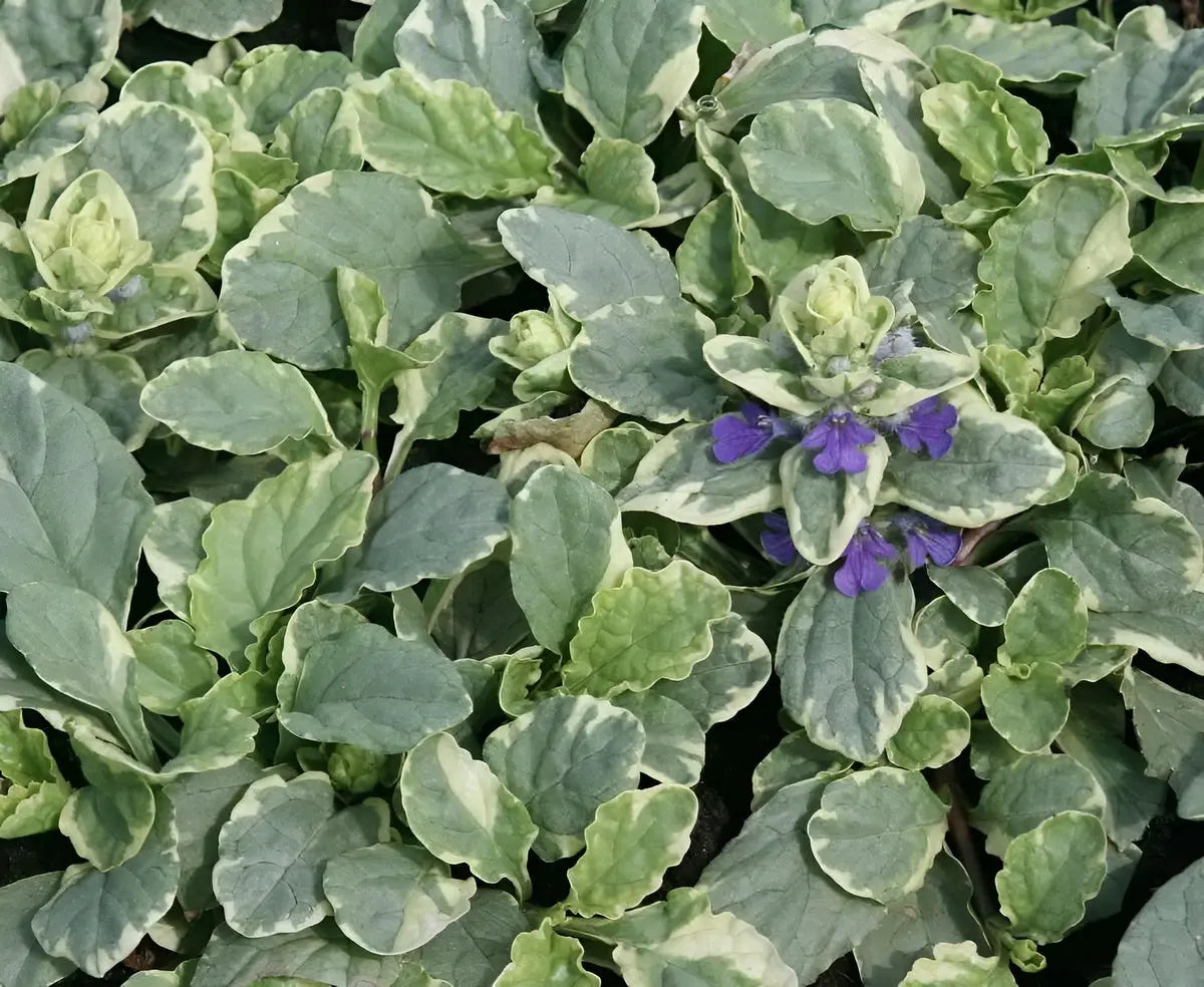 Bunte Ajuga reptans 'Variegata' Staude mit gestreiften Blättern, wächst in einem Garten, von Stauden Gänge.