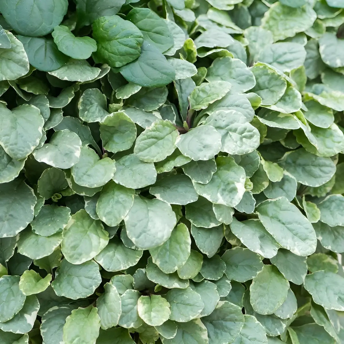 Bunte Ajuga reptans 'Variegata' Staude mit variierten Blättern, wächst als Gartenstaude, von Stauden Gänge.
