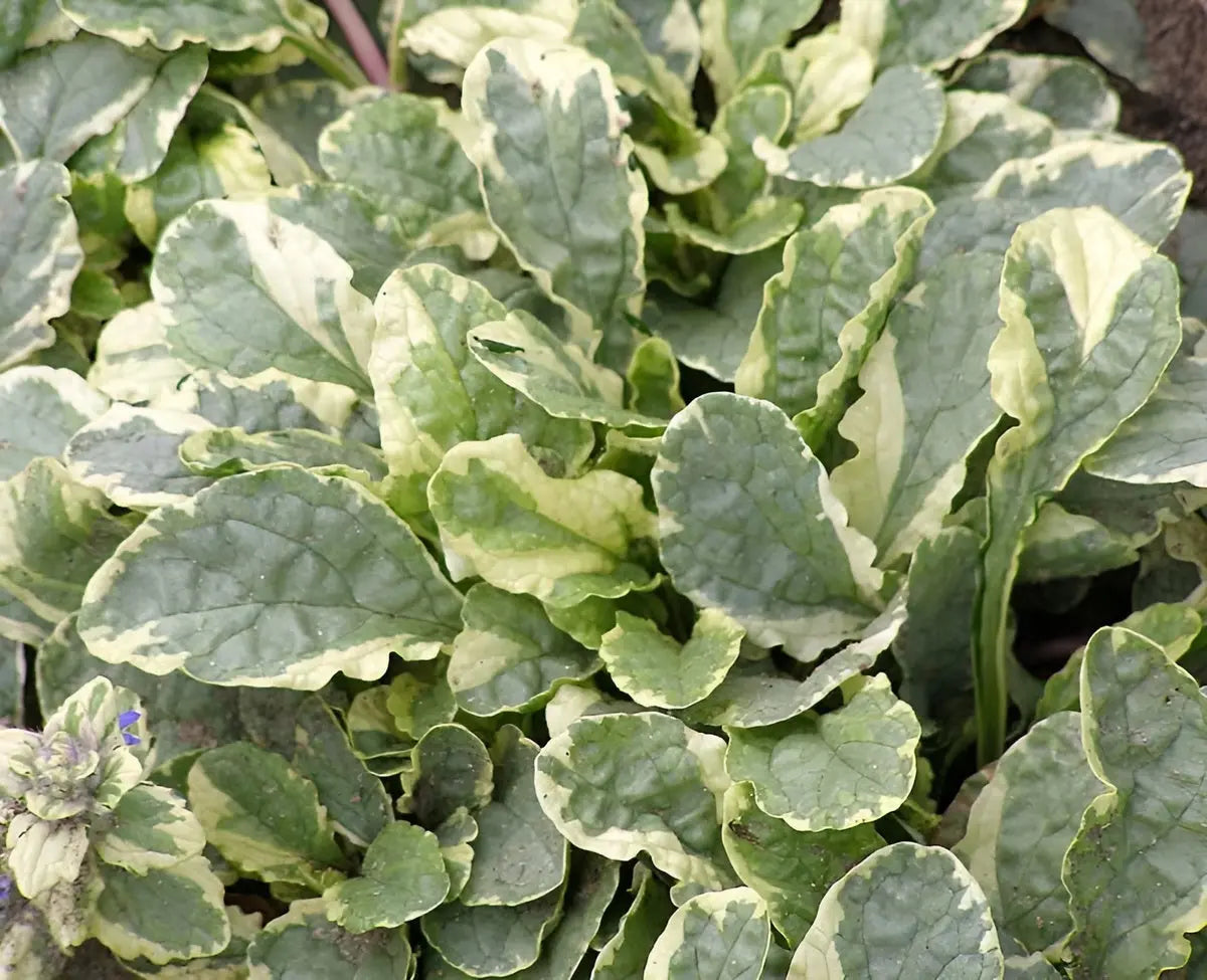 Variegierte Ajuga reptans 'Variegata' Staude von Stauden Gänge, grüne Blätter mit weißen Rändern, wächst als Bodendecker