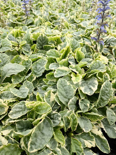 Staude Ajuga reptans 'Variegata' von Stauden Gänge, mit grünen und weißen variierten Blättern.