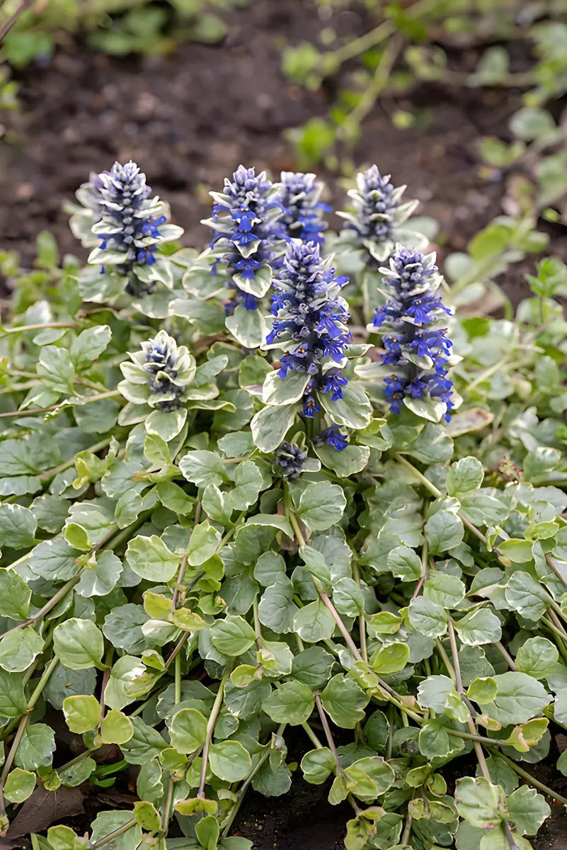 Bunte Ajuga reptans 'Variegata' Staude mit variiert grünen und weißen Blättern, im Garten bei Stauden Gänge.