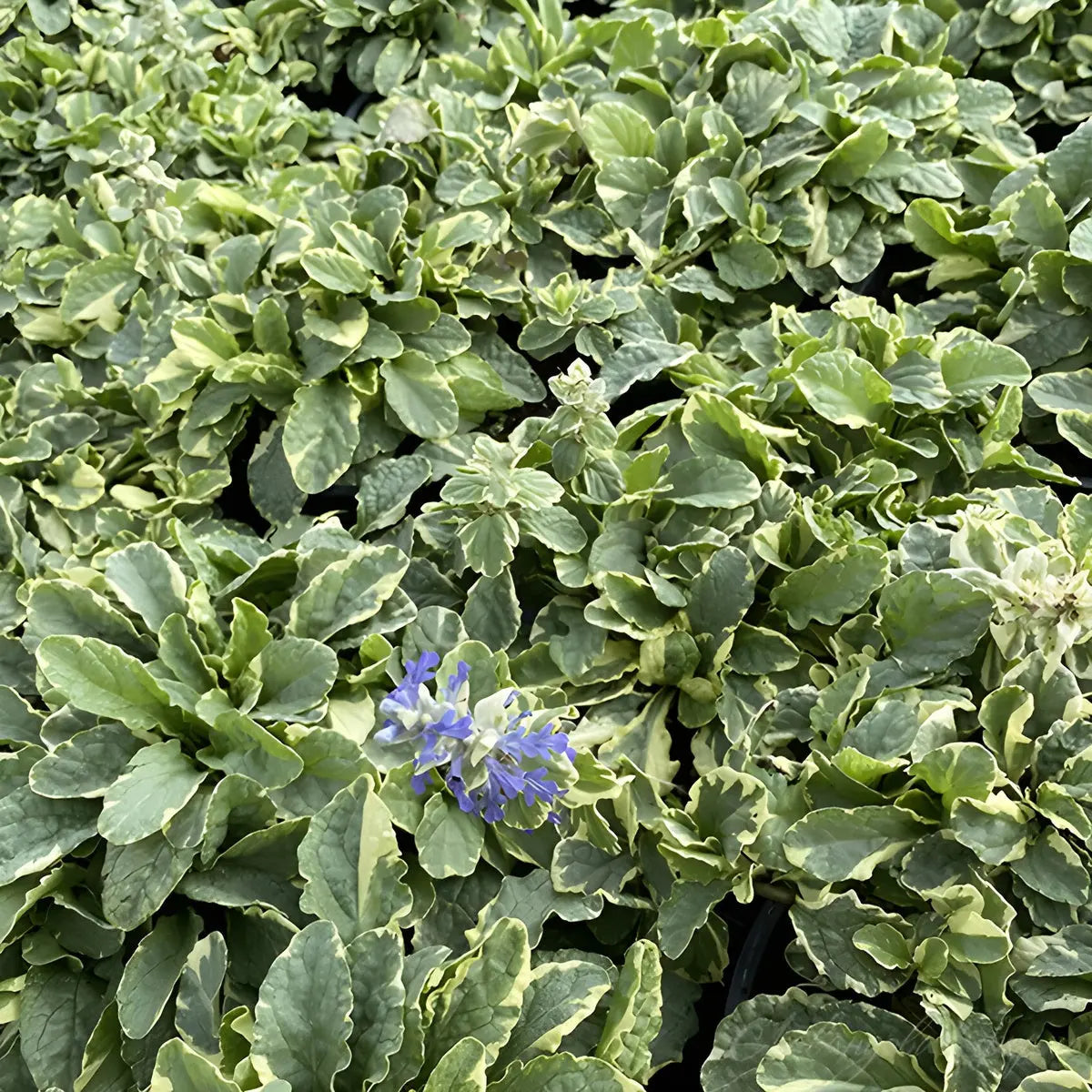 Bunte Ajuga reptans 'Variegata' Staude mit grün-weiß variiertem Laub, wächst als Bodendecker in Garten.