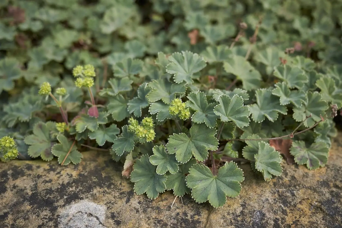 Alchemilla erythropoda Staude, Kleiner Frauenmantel, grüne Blätter und zarte Blüten, gedeiht in einem Garten.