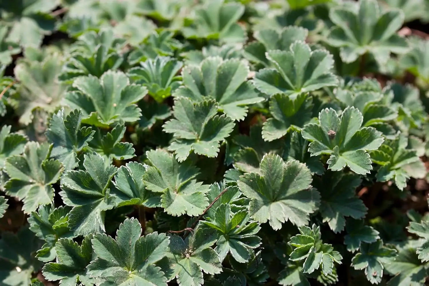 Alchemilla erythropoda, kleine Frauenmantel Staude mit grünen Blättern, im Garten bei Stauden Gänge.