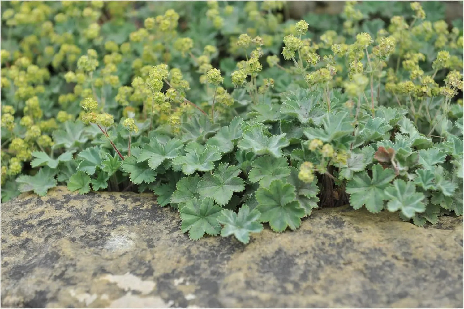 Alchemilla erythropoda Staude von Stauden Gänge mit kleinen, gezackten grünen Blättern und zarten Blüten in einem Garten.