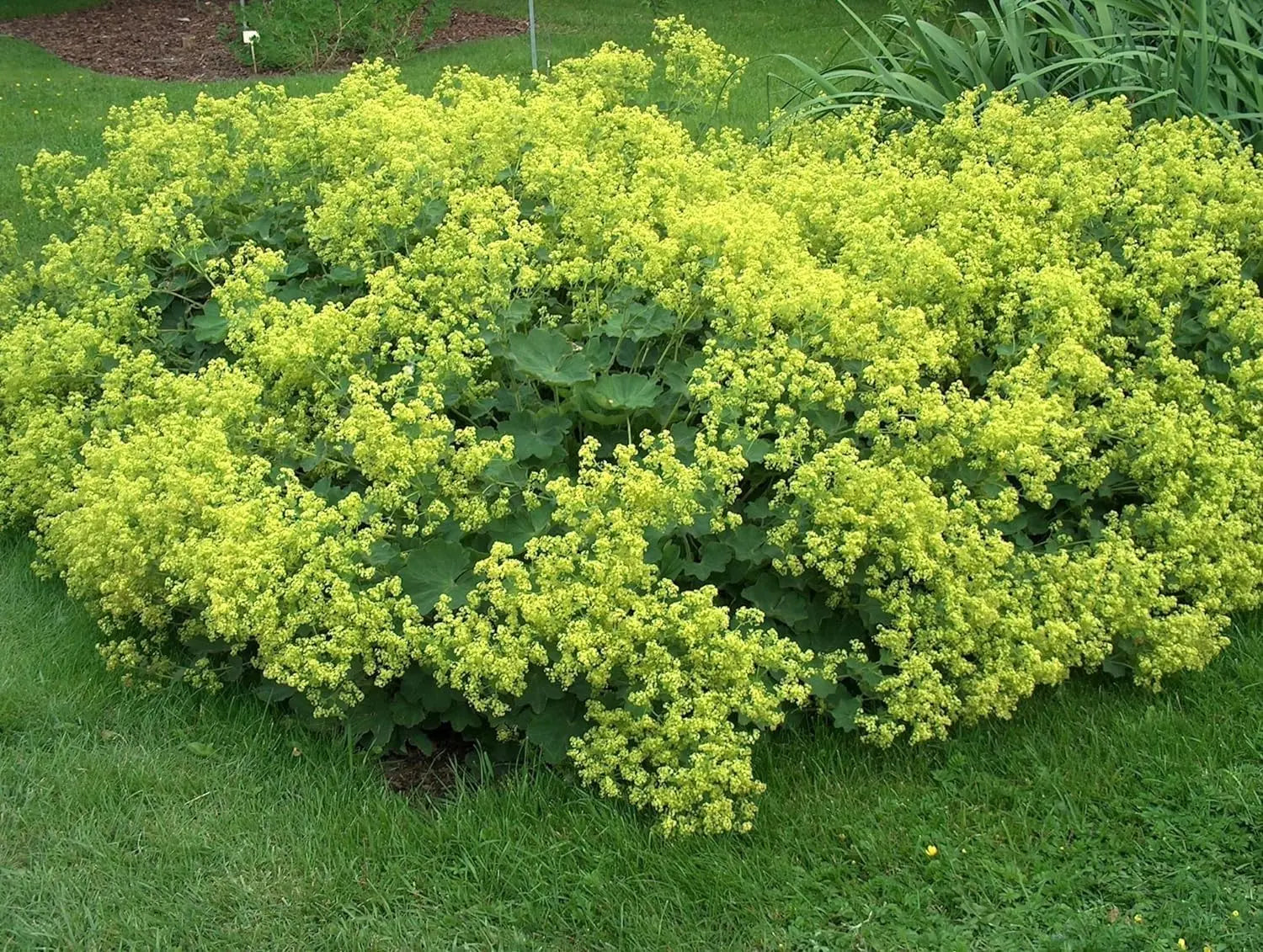 Alchemilla mollis Frauenmantel Staude mit grünen, gezackten Blättern und kleinen Blüten, im Garten gepflanzt.