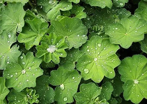 Großer Frauenmantel Staude Alchemilla mollis von Stauden Gänge, grüne Blätter und zarte Blüten, im Garten.