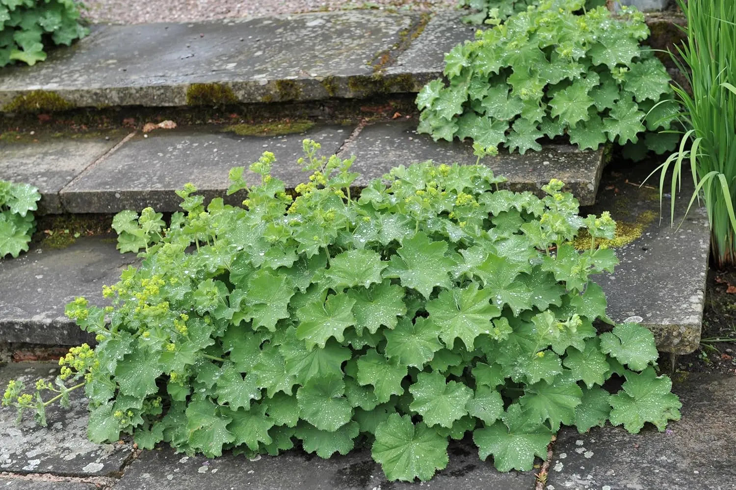 Großer Frauenmantel Staude Alchemilla mollis von Stauden Gänge, mit grünen, gelappten Blättern und kleinen Blüten.