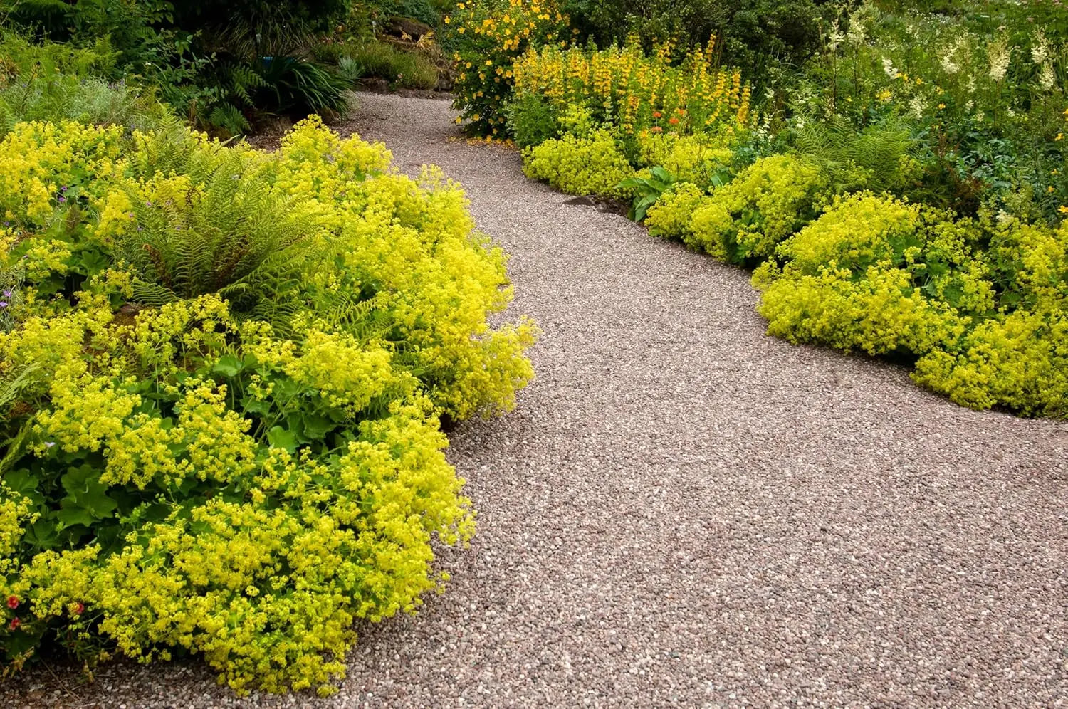 Alchemilla mollis Frauenmantel Staude von Stauden Gänge, mit grünen Blättern und zarten Blüten.