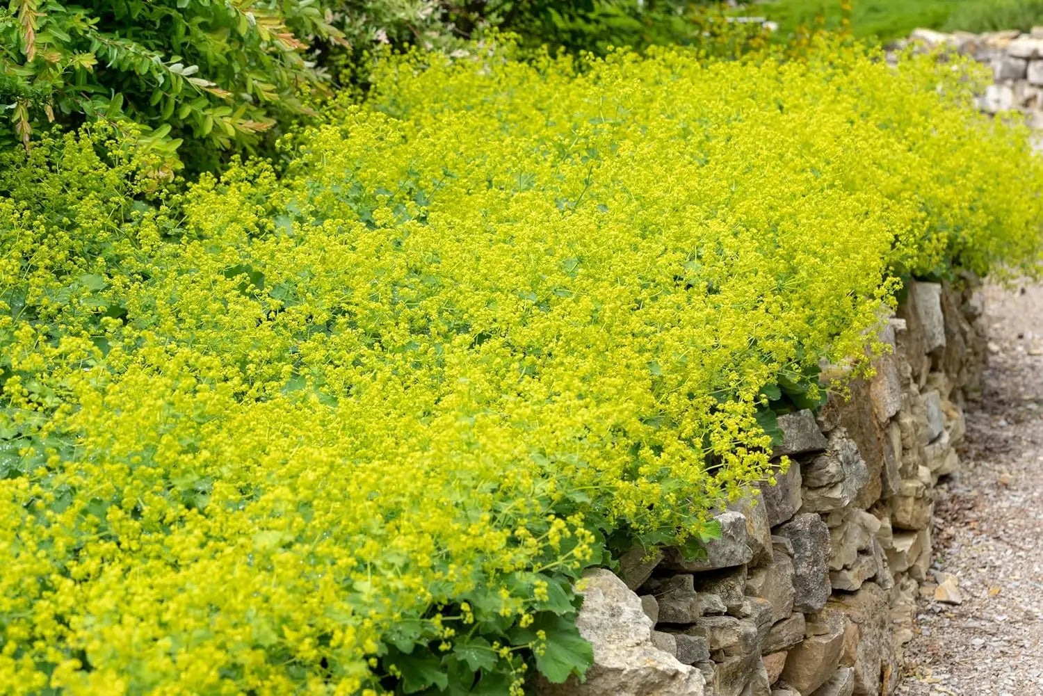 Alchemilla mollis Frauenmantel Staude, grüne Blätter und kleine Blüten, im Garten bei Stauden Gänge.
