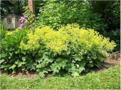 Großer Frauenmantel Alchemilla mollis Staude von Stauden Gänge, grüne Blätter und zarte Blüten, wächst im Garten