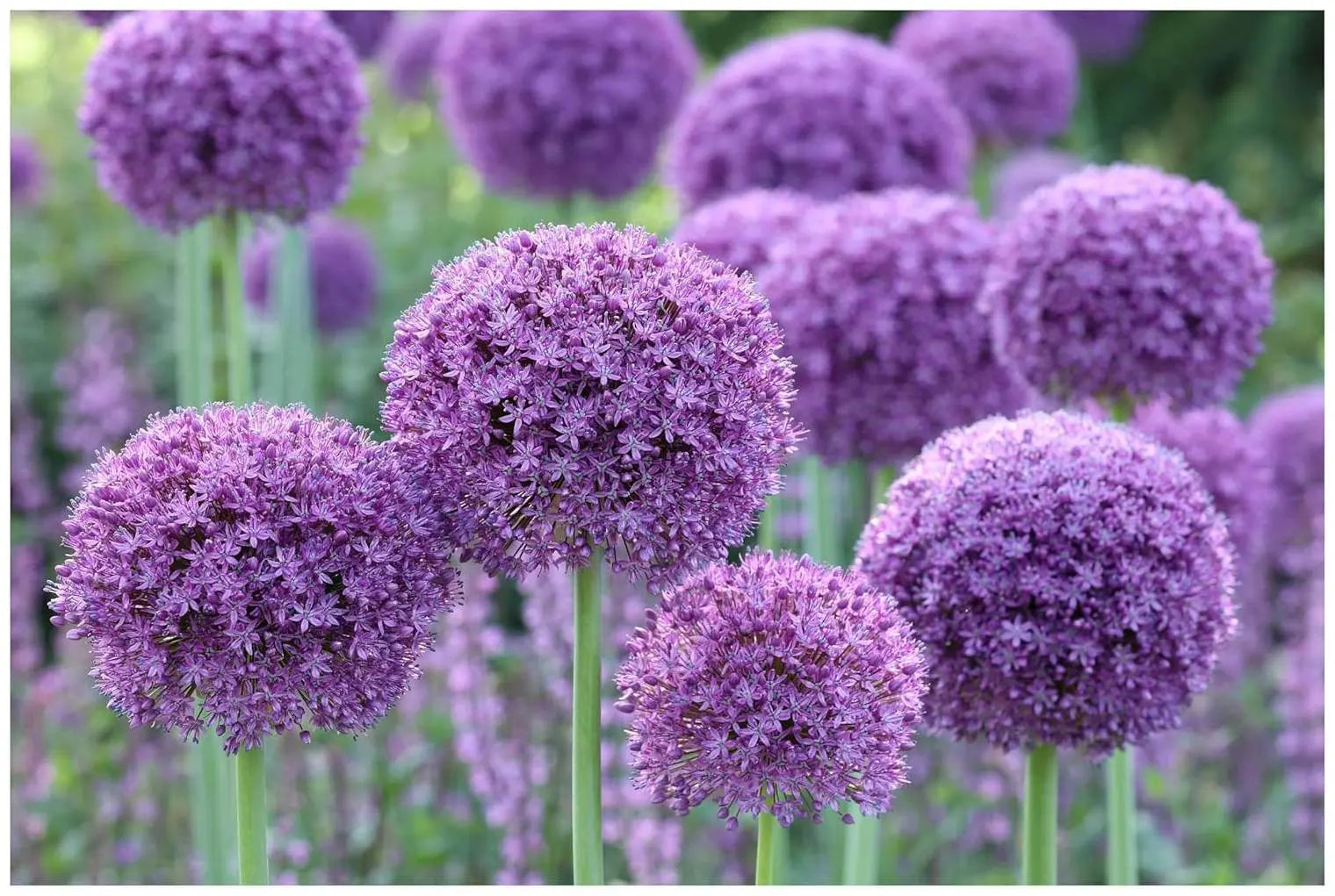 Bunte Allium ‚Gladiator‘ Zierlauch Staude mit violetten Blüten, wächst auf einem Beet, von Stauden Gänge.