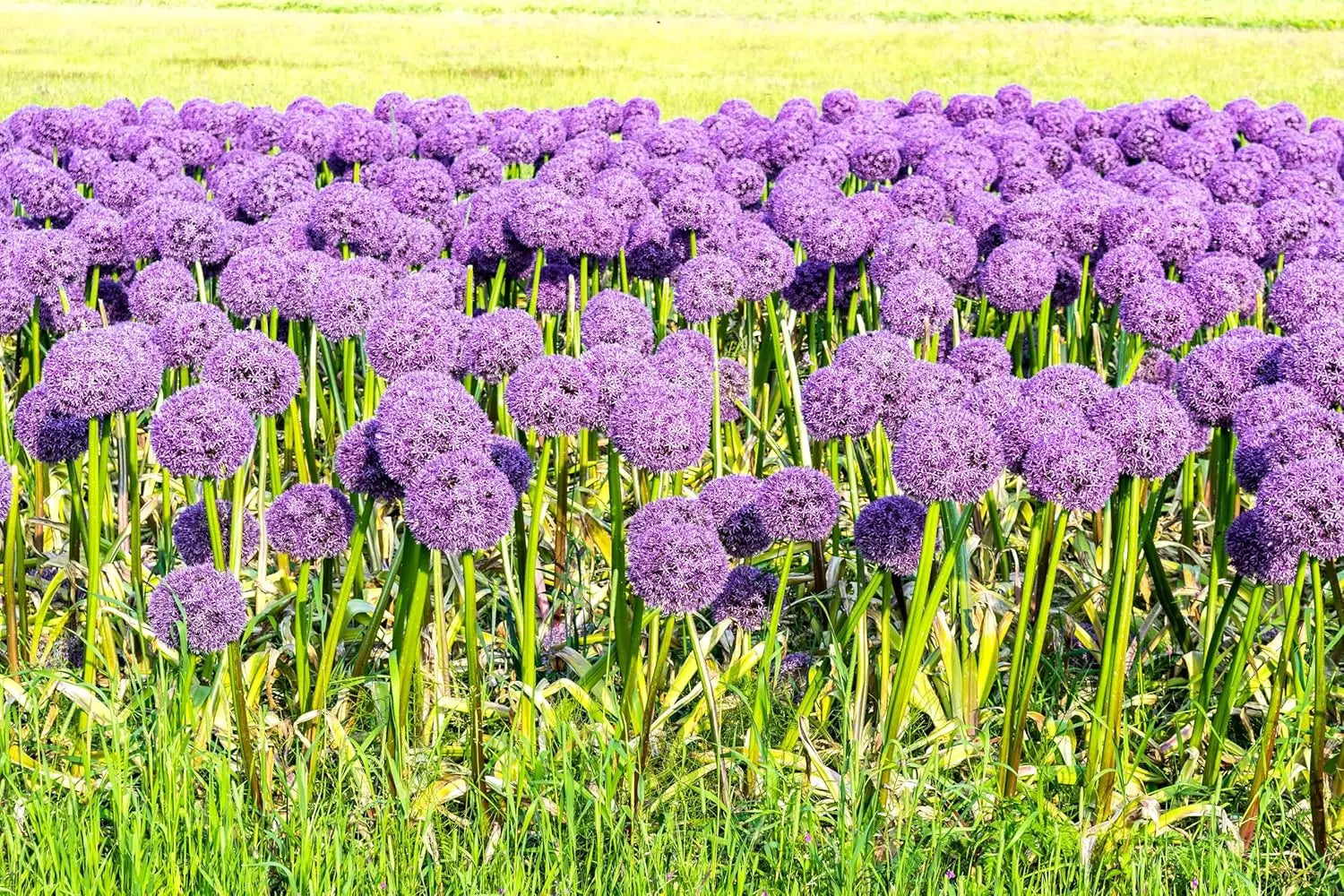 Blühender Allium ‚Gladiator‘ Zierlauch als Staude in einem Garten, mit großen lila Blütenköpfen und grünen Blättern.