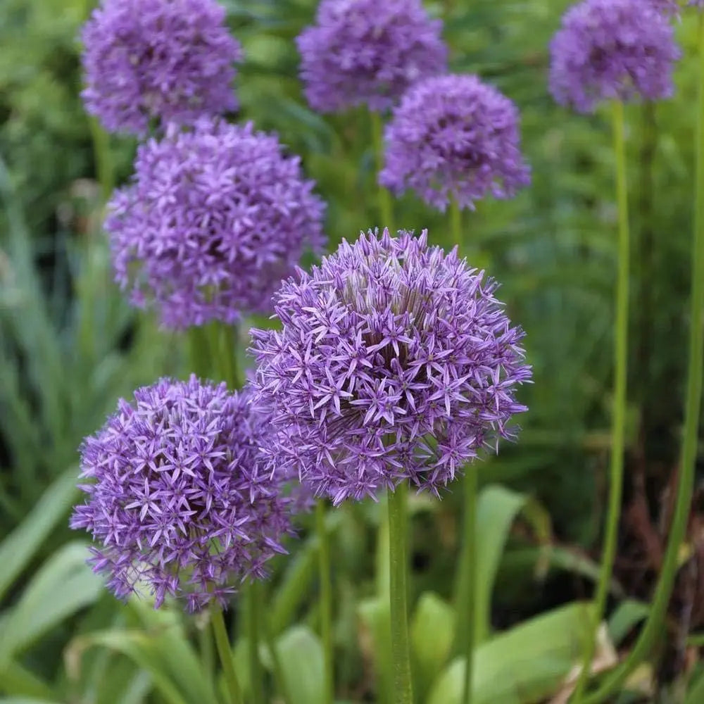 Allium ‚Gladiator‘ Zierlauch Staude von Stauden Gänge mit großen lila Blüten und grünen Blättern, frisch und gesund.