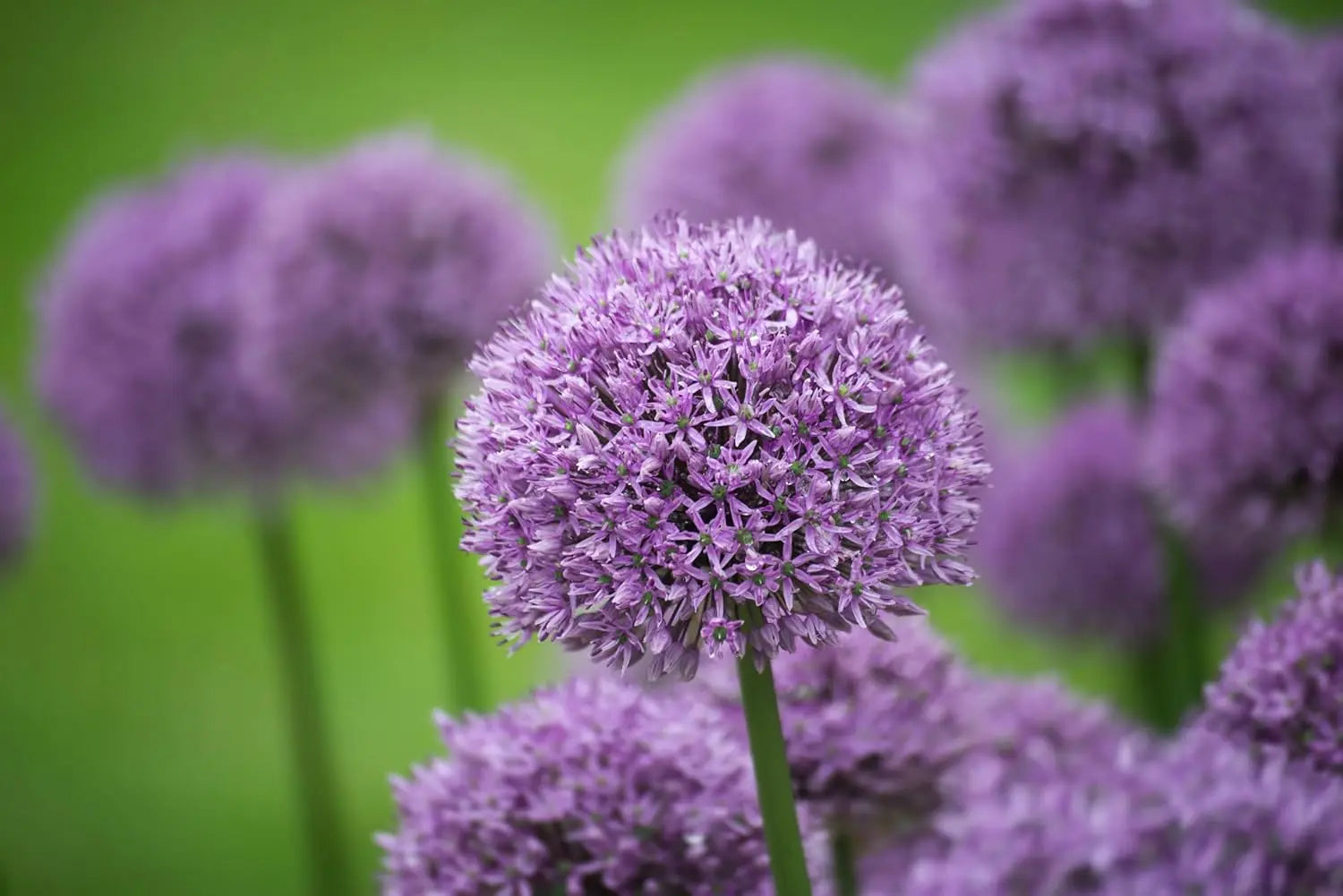 Allium ‚Gladiator‘ Zierlauch Staude von Stauden Gänge mit großen, blühenden lila Blüten im Garten